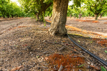 Drip Irrigation at Sunset: Water Lines in a Fruit Orchard Under a Golden Sky.