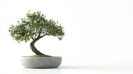 3D render of a small artificial bonsai tree in pot on white background