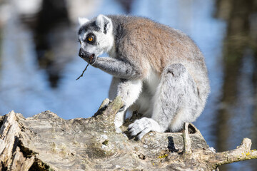 Lemur munching on a twig near water in a natural habitat during daylight hours