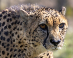 Cheetah gazes intensely while resting in its natural habitat during the day in the savannah