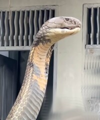 Animal peçonhenta de 4 a 5m..Cobra Rei;   Ophiophagus hannah. habita china e india.,