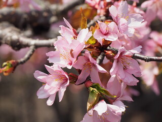 満開の桜