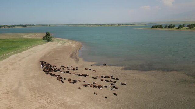 Aerial: shepherd on horseback guiding cattle at Djizak Reservoir shoreline