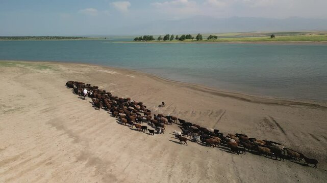 Aerial view of shepherd driving sheep along sandy bank of Djizak Reservoir