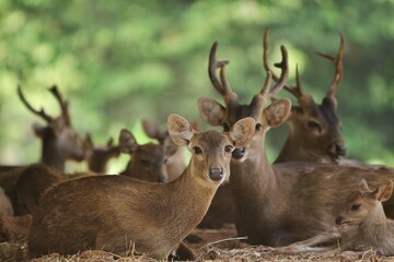 A herd of bawean deer resting during the day