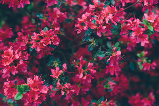 A bush of fuchsia coloured rhododendron flowers in bloom with green leaves