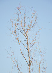dry branch in the sky background.