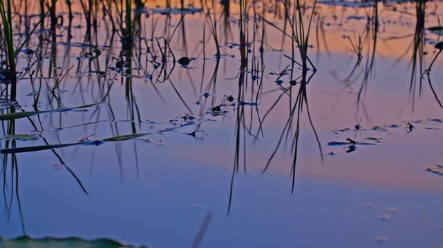 Tranquil water surface reflecting a pastel sunset sky, reeds sticking out, and water striders gliding across the still liquid plane.