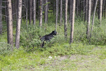 Black Bear in the woods, Black Bear in the forest, Black bear, Canada, Canadian Rockies, Alberta