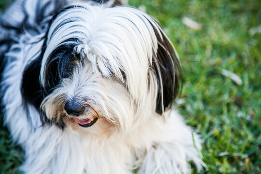 Fluffy dog resting on the grass looking to the side