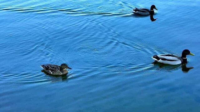 This video showcases natures beauty as three ducks swim across a tranquil lake, with gentle ripples and soothing quacks creating a peaceful vibe