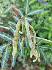 green leaves and mimosa seeds in the garden