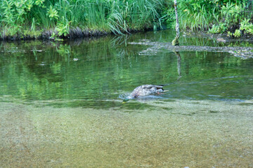 上高地7月の田代池。隣接する大正池とともに、焼岳の噴火による泥流が梓川左の支流である千丈沢をせき止めてできた浅い池。