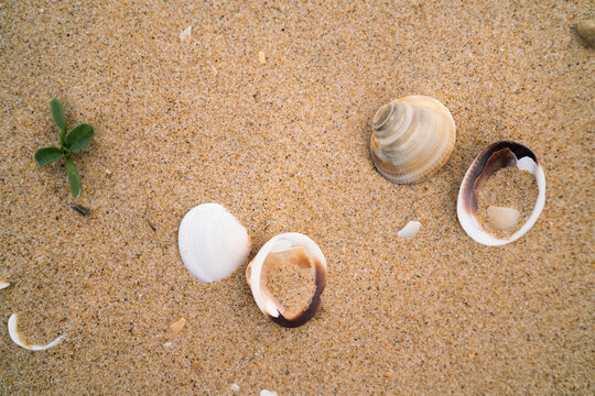 Looking Down at Several Shells on the Sand