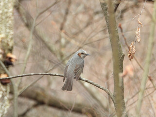 枝にとまるヒヨドリ