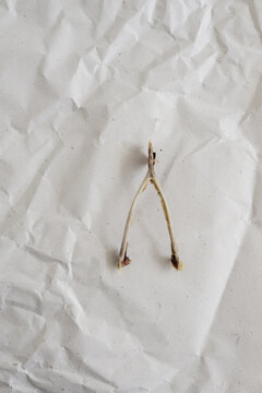 large wishing bone on a white paper background