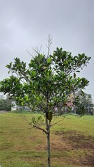 Fototapeta premium A vibrant young jackfruit tree stands proudly in a verdant field under a cloudy sky, showcasing its unique fruit. Perfect for nature, agriculture, or tropical themes.