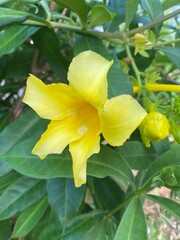 yellow Allmanda flower in the garden