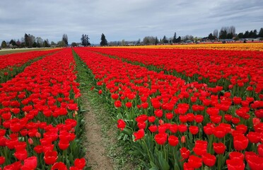 tulip festival 