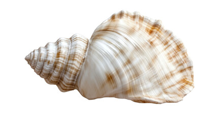 Obraz premium seashell isolated on white background