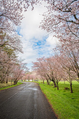 Cherry blossom avenue at Yushun Sakura Road, Hokkaido Japan