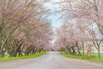 Fototapeta premium Cherry blossom avenue at Yushun Sakura Road, Hokkaido Japan