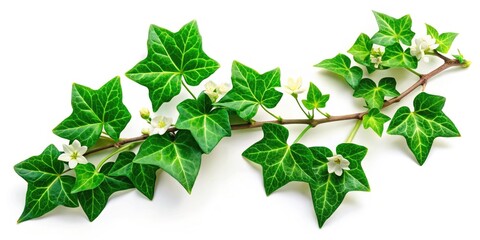 Green Ivy Flowers, Isolated Ivy Leaves, High-Definition Ivy Plant, Detailed Ivy Bloom, Closeup Ivy Photography, Botanical Ivy Image, Nature Ivy Picture, Spring Ivy, Summer Ivy, Vibrant Green Ivy