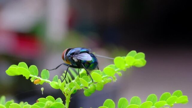 Close-up footage of a Blue bottle fly perched vertically. Cinematic shot of a fly perched on grass among the leaves of wild plants in macro perspective. Science and natural ecosystems. 4K Resolution
