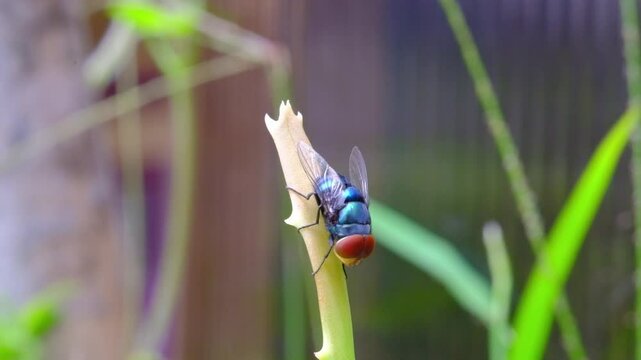 Close-up footage of a Blue bottle fly perched vertically. Cinematic shot of a fly perched on grass among the leaves of wild plants in macro perspective. Science and natural ecosystems. 4K Resolution