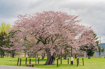 Fototapeta premium Cherry blossom avenue at Yushun Sakura Road, Hokkaido Japan