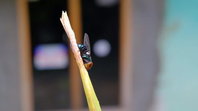 Close-up footage of a Blue bottle fly perched vertically. Cinematic shot of a fly perched on grass among the leaves of wild plants in macro perspective. Science and natural ecosystems. 4K Resolution