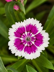 close up of pink dahlia flower