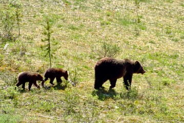 Grizzly Bear in the field, Grizzly bear in the grass, A Family of Grizzly Bear in the Meadow, Canada, Canadian Rockies, Alberta
