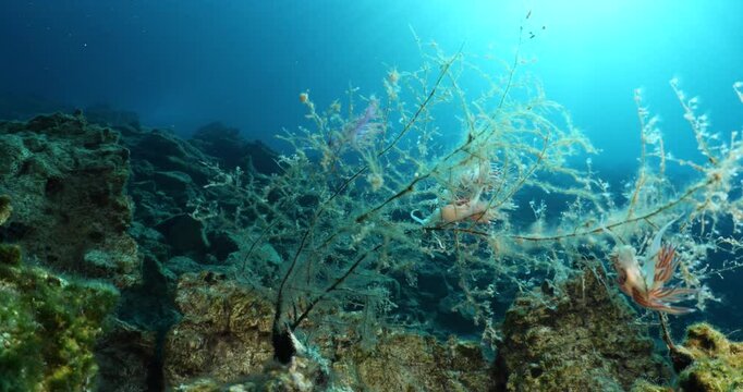 nudibranch flabellina nudi branch nudybranch  underwater slug ocean scenery