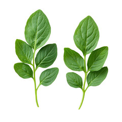 Vibrant Green Potato Plant Leaves Isolate
