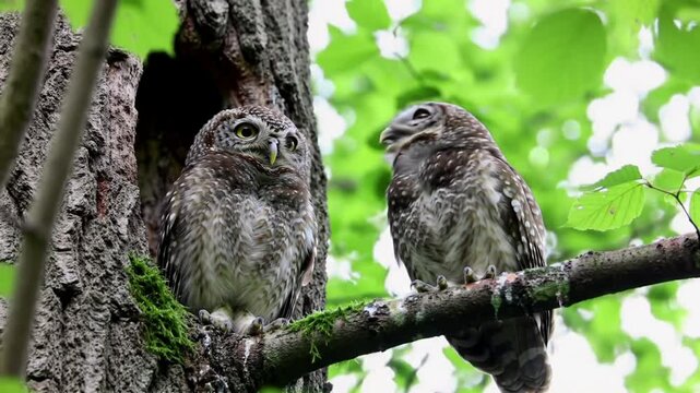 Two owls perched on a branch in a vibrant green forest.