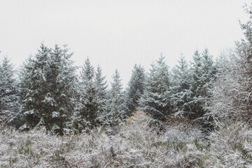Snowing over evergreens in the forest.