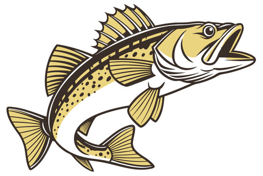 Detailed walleye fish illustration on white background