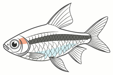 White cloud minnow fish illustration on white background