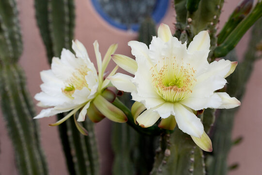 Close up detail of the flower of the night blooming Cereus Cactus