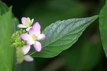綺麗な若葉とアジサイ