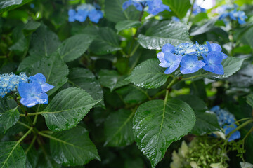 濡れたアジサイ