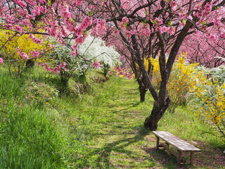 満開の花桃とレンギョウとユキヤナギの風景