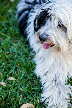 Fluffy dog resting on the grass looking to the side