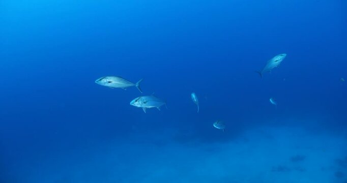 wreck underwater shipwreck on seabed sea floor standing metal on ocean floor some jackfish around
