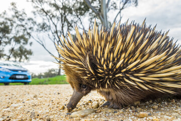 An echidna wanders along a gravel road in front of a car