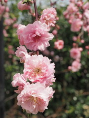 満開の花桃