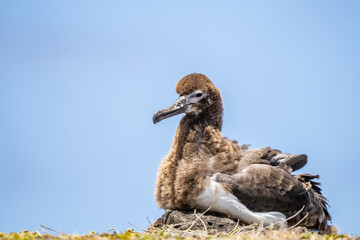 chick. The Laysan albatross (Phoebastria immutabilis) is a large seabird that ranges across the North Pacific. Kaʻena Point Trail（North), Oahu Hawaii