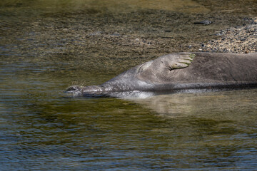 The Hawaiian monk seal (Neomonachus schauinslandi) is an endangered species of earless seal in the family Phocidae that is endemic to the Hawaiian Islands. Kaʻena Point Trail, Oahu