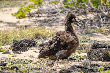 chick. The Laysan albatross (Phoebastria immutabilis) is a large seabird that ranges across the North Pacific. Kaʻena Point Trail（North), Oahu Hawaii